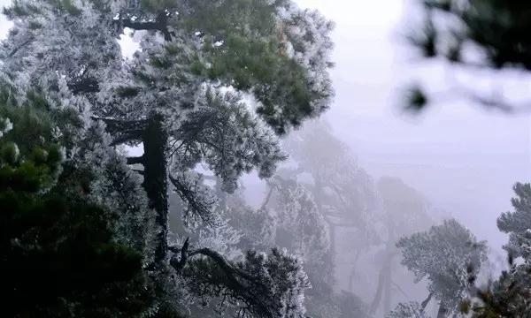 逃离野鸡森林